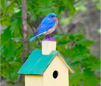 blue bird