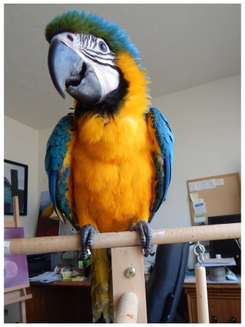 Parrot